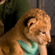 Illustration for article titled ZOMG BABY LIONS!!!